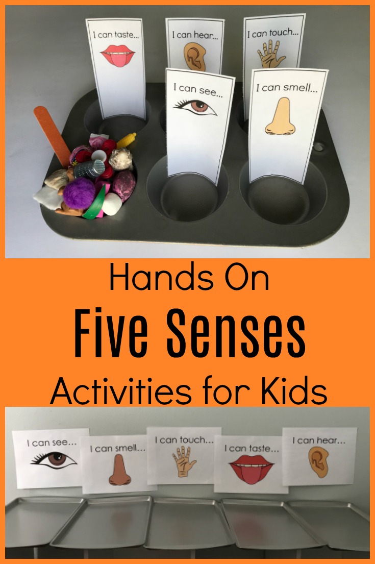 The 5 Senses Theme in Preschool: Sensory Sorting Activities