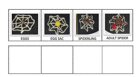 Spider Life Cycle Sequencing Cards for Preschool