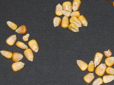 CORN KERNELS