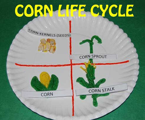 Corn Life Cycle Paper Plate Craft