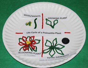 Wikki Stix Poinsettia Life Cycle_Crafts 008