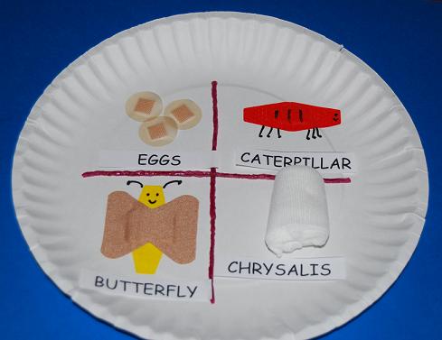 Band-aid Butterfly Life Cycle 003